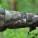 600mm